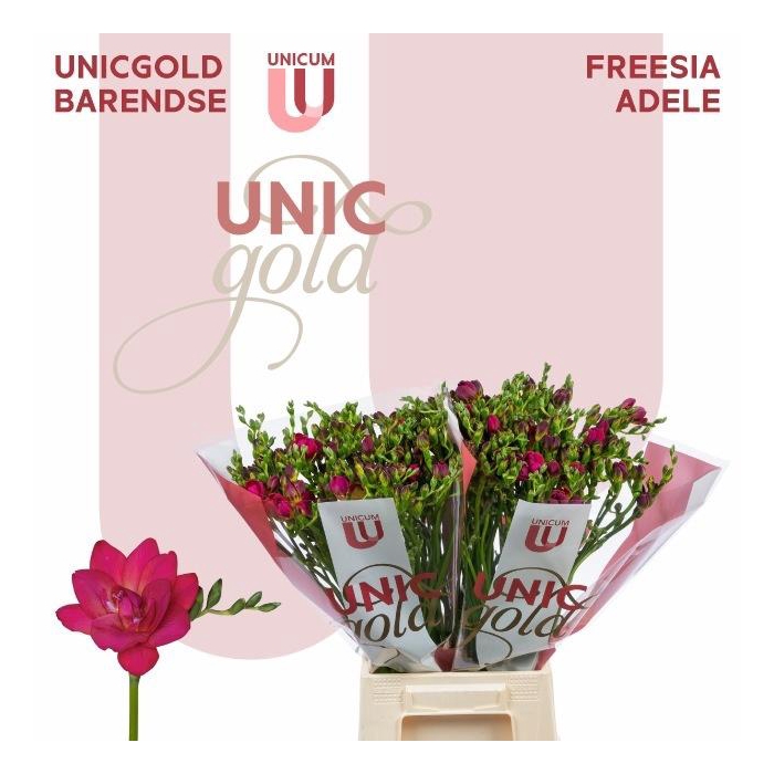 <h4>Fr Du Adele</h4>