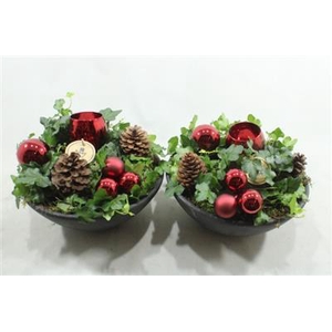 0314 Rood Ebbi Hedera