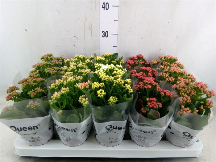 <h4>Kalanchoe blos.   ..rosebud mix  6</h4>