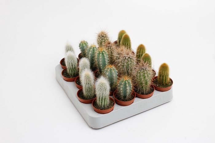 <h4>CACTUS GEM 5 SRT</h4>