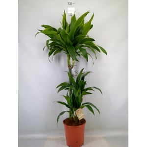 Dracaena fr de 'Art'