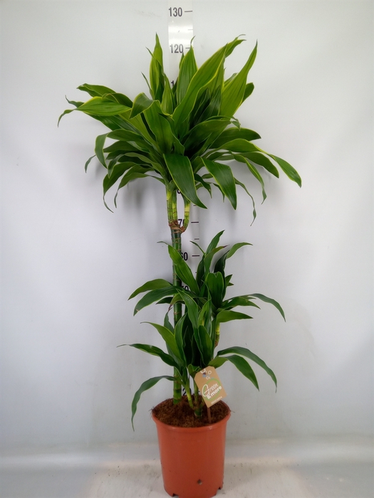 <h4>Dracaena fr de 'Art'</h4>