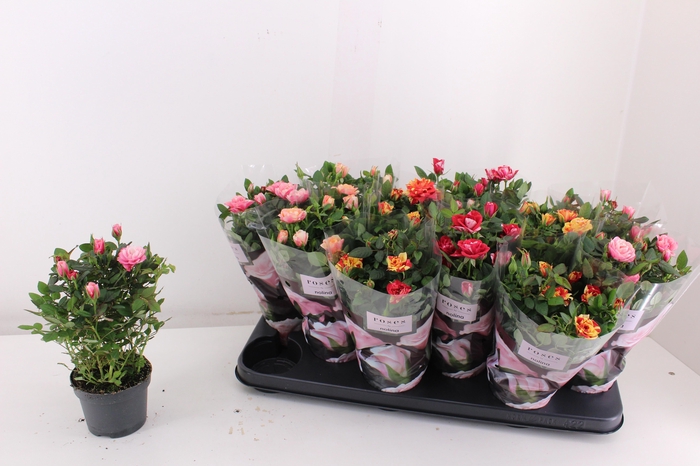 <h4>RO VICTORY GEM</h4>