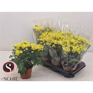 Chrysanthemum (Indicum Grp) Artistic Vincent