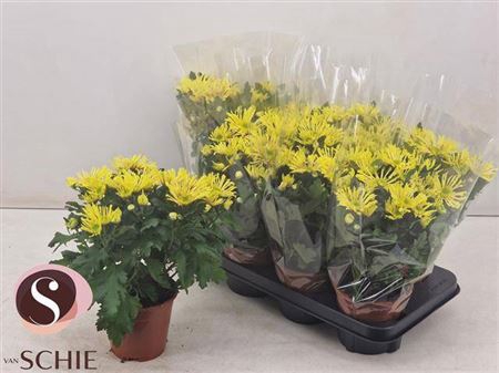 <h4>Chrysanthemum (Indicum Grp) Artistic Vincent</h4>