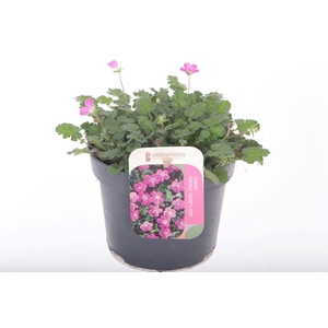 Erodium var. Bishop's Form