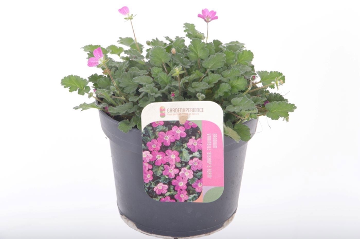 <h4>Erodium var. Bishop's Form</h4>