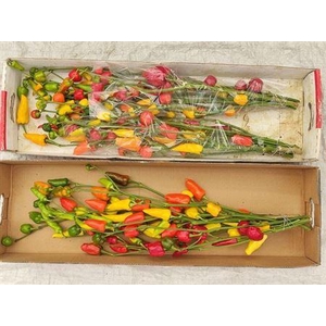 Capsicum Mixed Branch!!