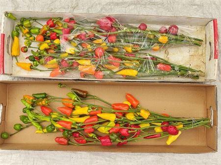 <h4>Capsicum Mixed Branch!!</h4>