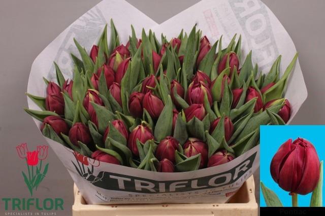 <h4>TU DU PONTIAC</h4>