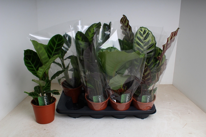 <h4>CALAT GEM 3 SRT</h4>