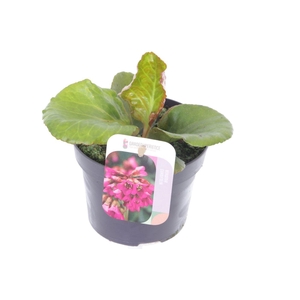 Bergenia shoeshine rose