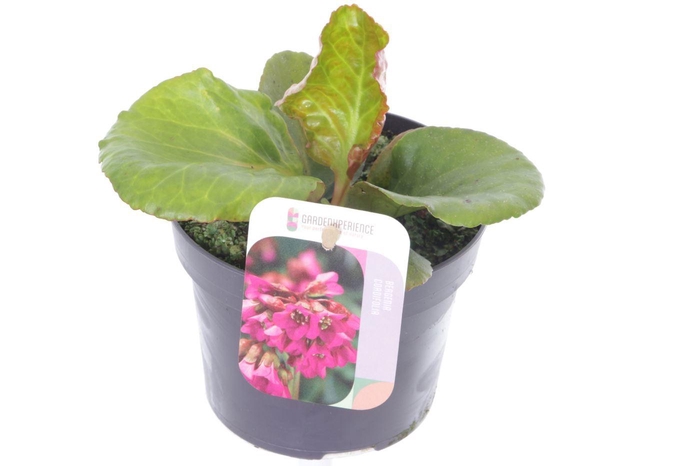 <h4>Bergenia shoeshine rose</h4>