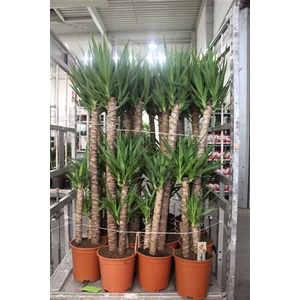 Yucca 120-60-30 Cm Meerkop