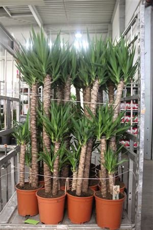 <h4>Yucca 120-60-30 Cm Meerkop</h4>