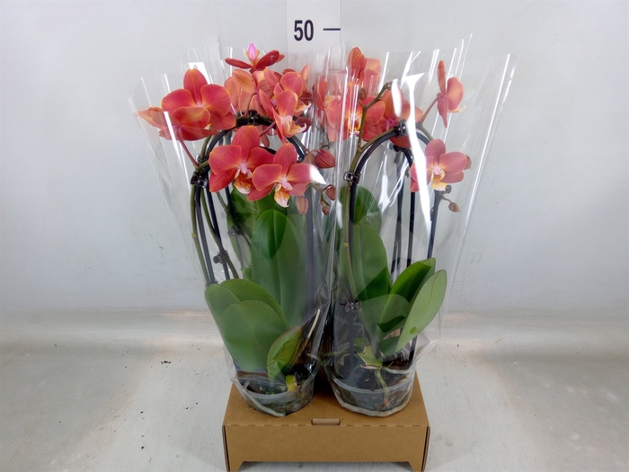 <h4>Phalaenopsis  'Elegant Cascade'</h4>