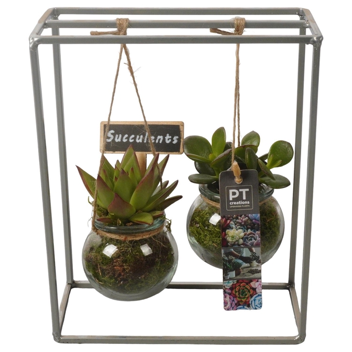 <h4>Arr.  Succulents L%</h4>