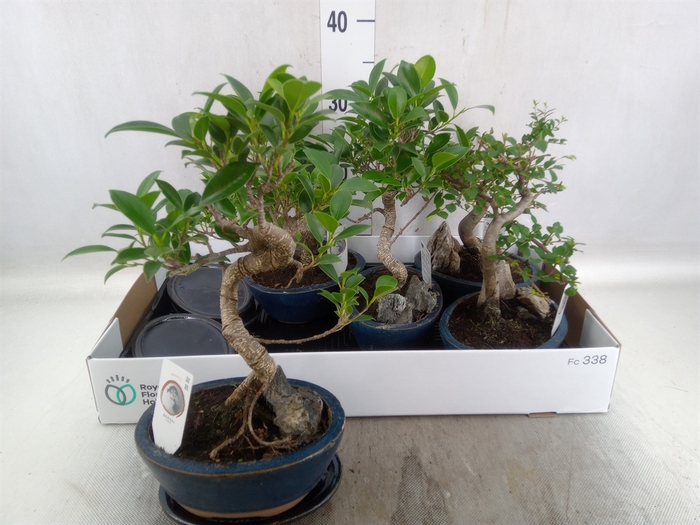 <h4>Bonsai   ...mix</h4>