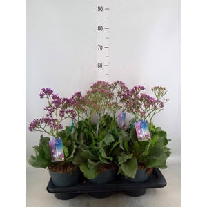 Limonium  'Salt Lake'