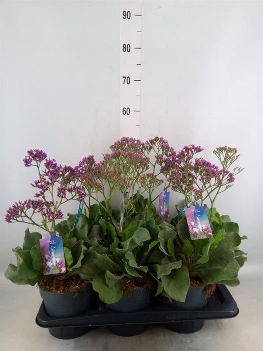 <h4>Limonium  'Salt Lake'</h4>