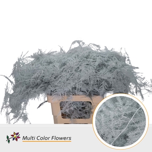 Asparagus Extra V Wit