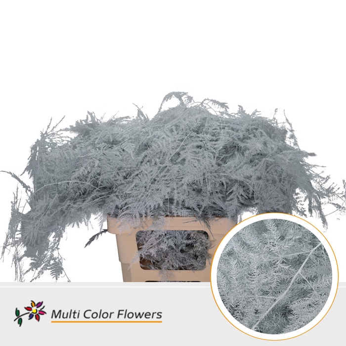 <h4>Asparagus Extra V Wit</h4>