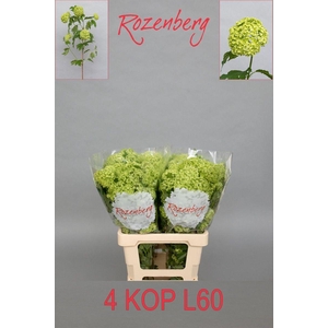 Viburnum Roseum 4 Kop Rozenberg