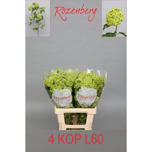 VIBURNUM ROSEUM ST
