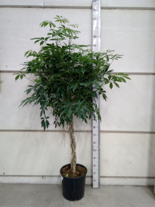 <h4>Schefflera arbor. 'Compacta'</h4>