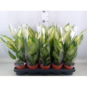 Dieffenbachia  'Camilla'