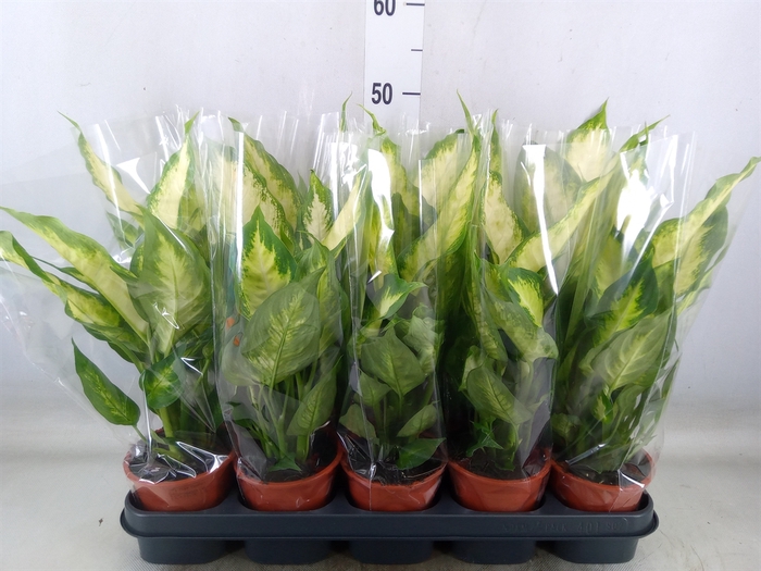 <h4>Dieffenbachia  'Camilla'</h4>