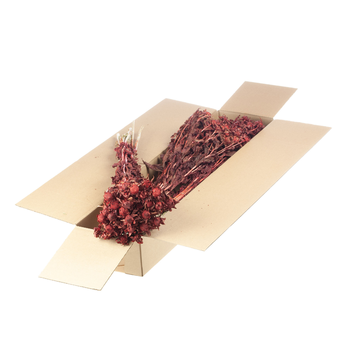 <h4>Bidens (carthamus) Sb Red</h4>