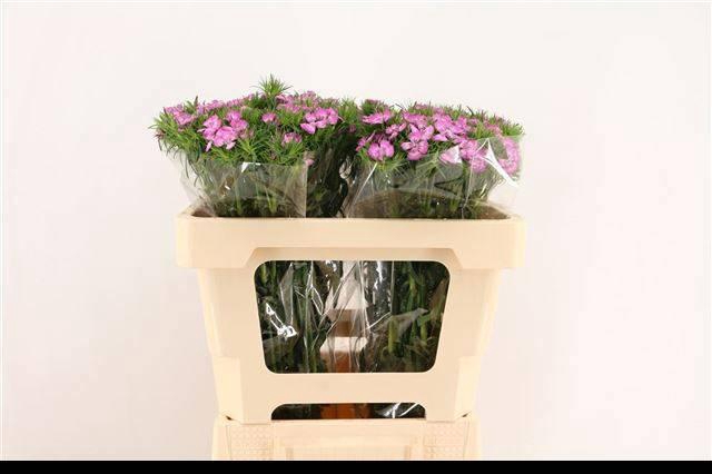 <h4>DI BARB MELIAN BRE</h4>