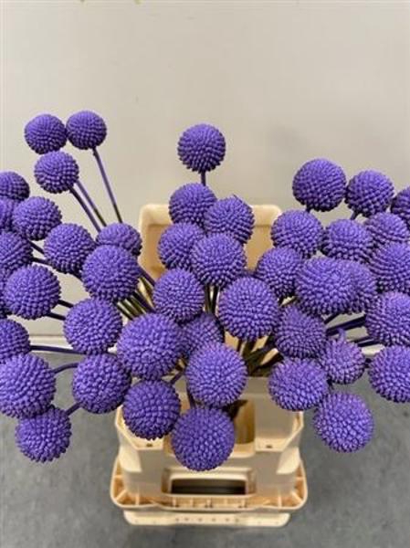<h4>Craspedia Klb Purple</h4>