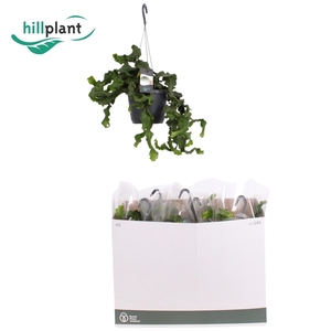 EPIPHYLL GUAT MONSTR