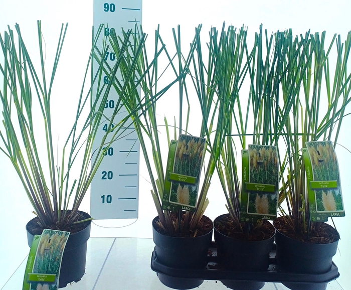 <h4>CORTA SELLOANA</h4>