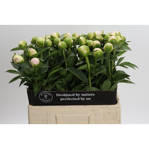 Paeonia Princess Bride