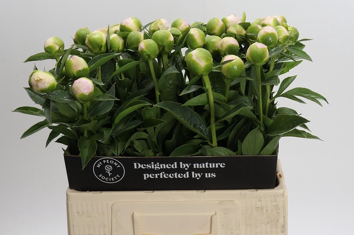 <h4>Paeonia Princess Bride</h4>
