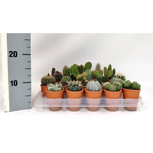 CACTUS GEM