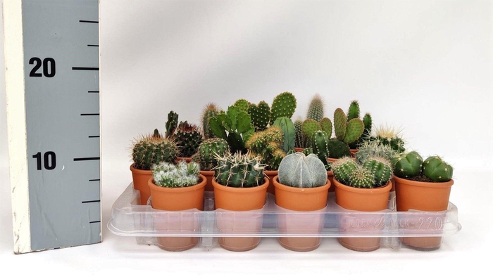 <h4>CACTUS GEM</h4>