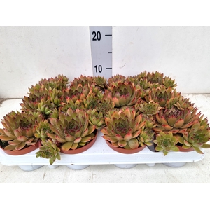Sempervivum   ...