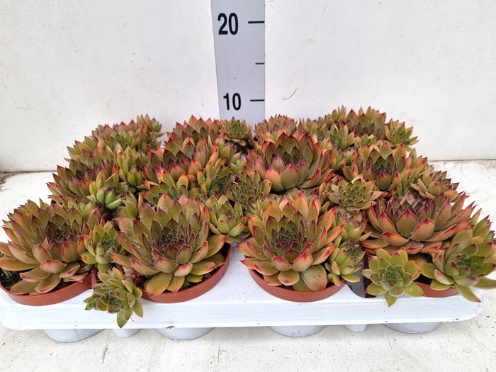 <h4>Sempervivum   ...</h4>