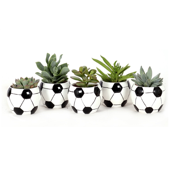 <h4>Succulent voetbal 6 cm</h4>