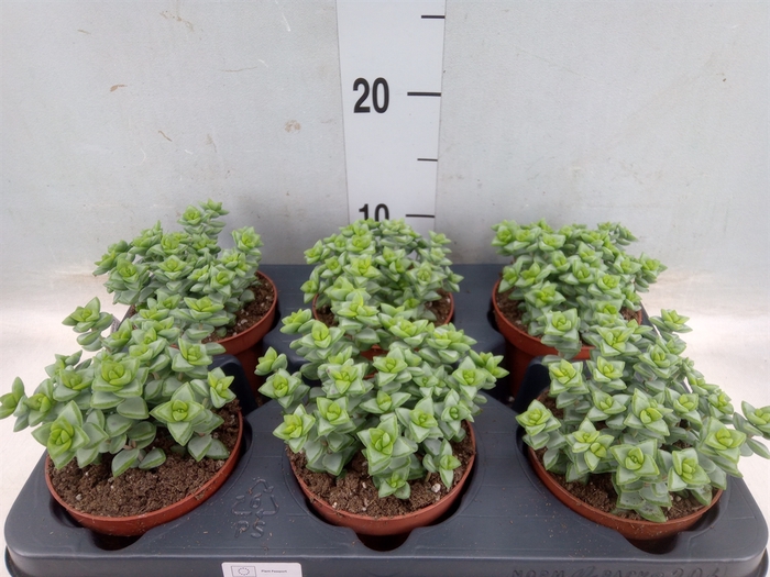 <h4>Crassula perforata</h4>