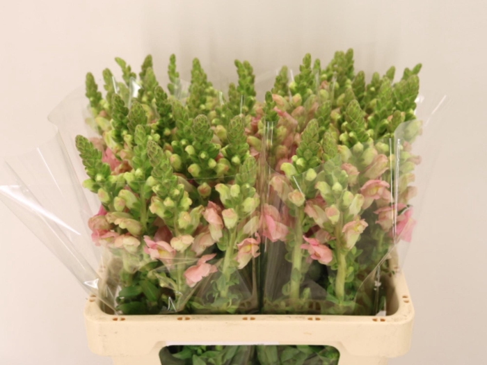 <h4>ANTIR POTO PINK</h4>