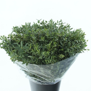 Euca Parvifolia Kort 200 Gram