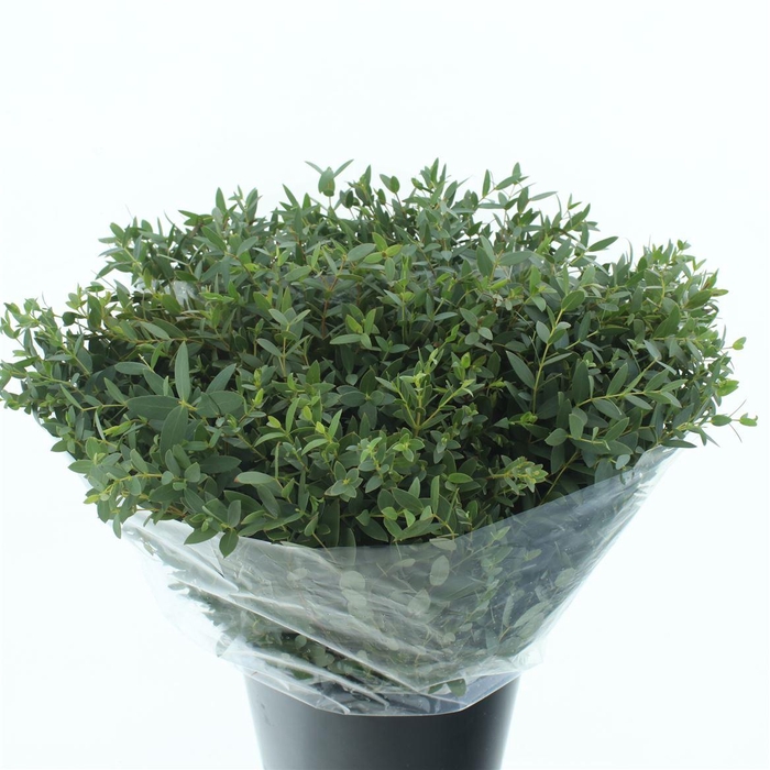 <h4>Euca Parvifolia Kort 200 Gram</h4>