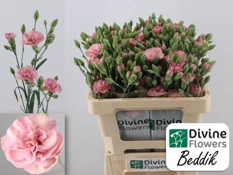 <h4>DI TR BEDDIK</h4>