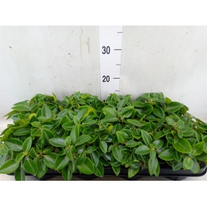 Peperomia pros. 'Pixie'