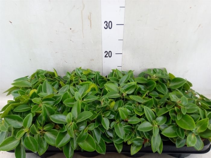 <h4>Peperomia pros. 'Pixie'</h4>